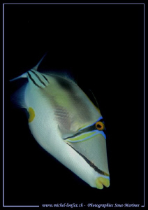 TriggerFish in the waters of the Red Sea... :O)... by Michel Lonfat 